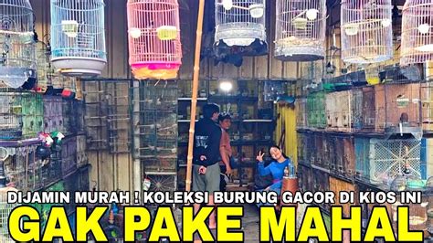 UPDATE HARGA TERBARU ANEKA JENIS BURUNG BAHAN DAN GACORAN DI KIOS