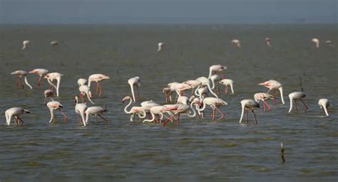 Experience The Best Of Nature At The Ongoing Flamingo Festival In