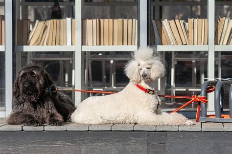 Premium Photo Black Terrier And Royal Poodle On The Street In The Park