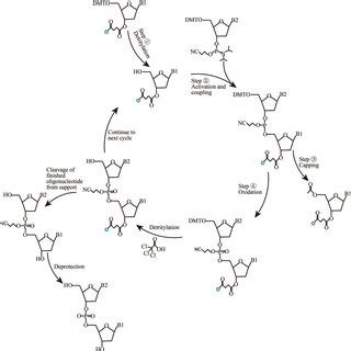 Solid phase chemical synthesis cycle of DNA by phosphite amide method ...