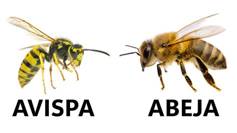 Diferencia Entre Avispa Y Abeja Comportamiento Y Razas