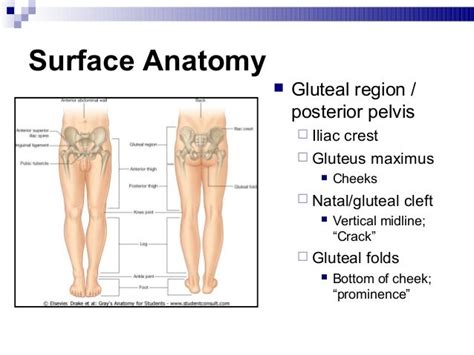 Lower extremity