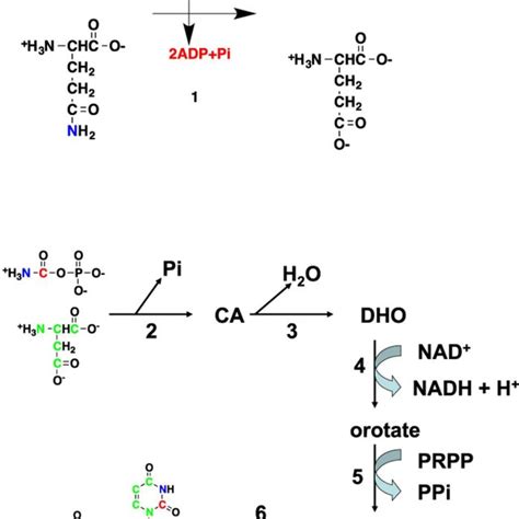 Purine biosynthesis: synthesis of IMP. Various atoms of the purine ring... | Download Scientific ...