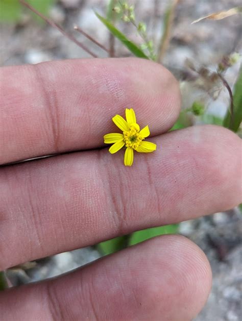 La Laguna Rockdaisy From 23208 B C S México On December 15 2023 At 05 36 Pm By Abraham