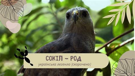 Сокіл - Род. Прадуб. Міфи прадавньої України - YouTube