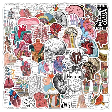 Pcs Cartoon Human Organ Medical Anatomy Sticker For Laptop