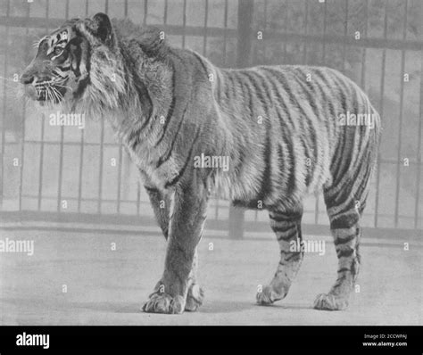 Java Tiger Stock Photo - Alamy