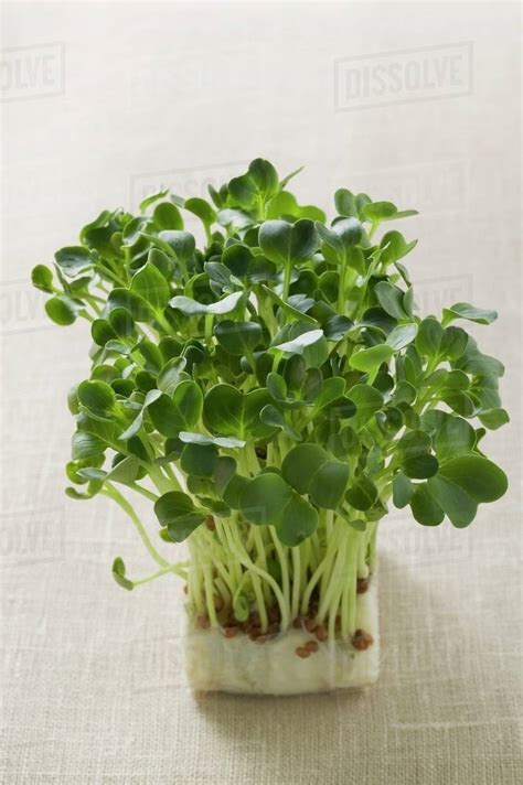 Daikon Cress Stock Photo Dissolve