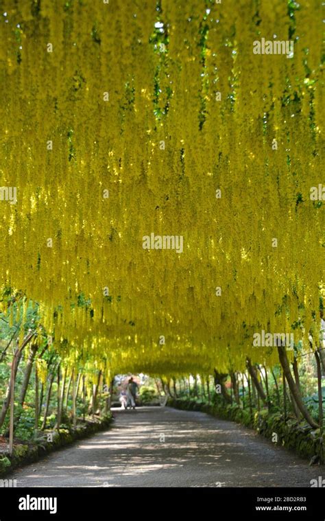 Bodnant laburnum arch hi-res stock photography and images - Alamy