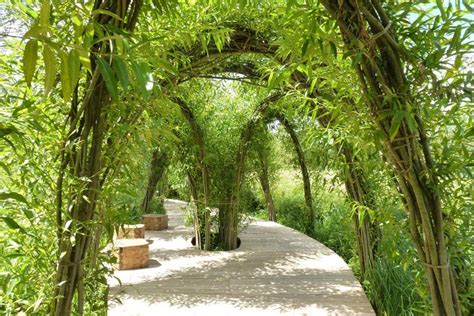 Épinglé Par Don Statham Sur Living And Dried Willow And Other Plant