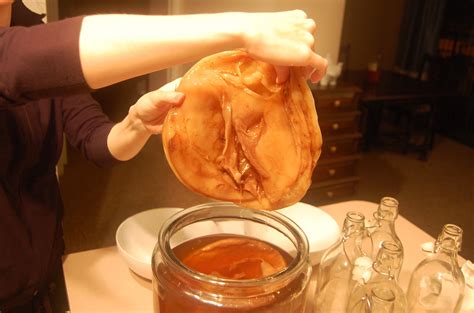 Nourish to Flourish: Kombucha FAQ
