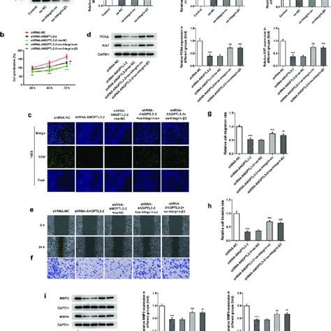 Upregulation Of V Reverses Angptl Mediated Hela Cell Proliferation