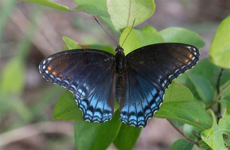 Spotted Purple Butterfly