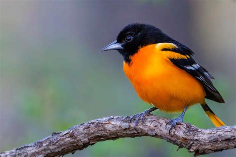 blackbirds  kentucky  species   find   state
