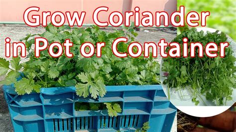 How To Grow Coriander Cilantro Dhaniya In A Container At Home Youtube