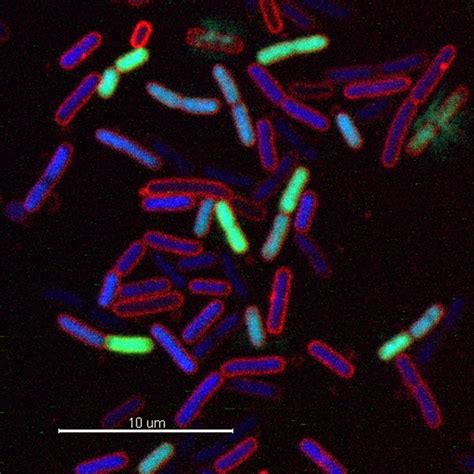 Fluorescence Microscopy Bacteria