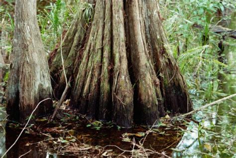 How To Plant Bald Cypress Trees In Water Hunker