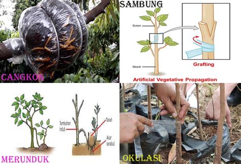 Perkembangbiakan Tanaman Secara Generatif Dan Vegetative Pustaka Petani