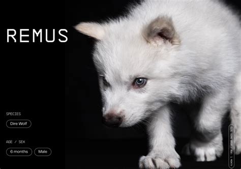 meet  dire wolf trio remus romulus  khaleesi