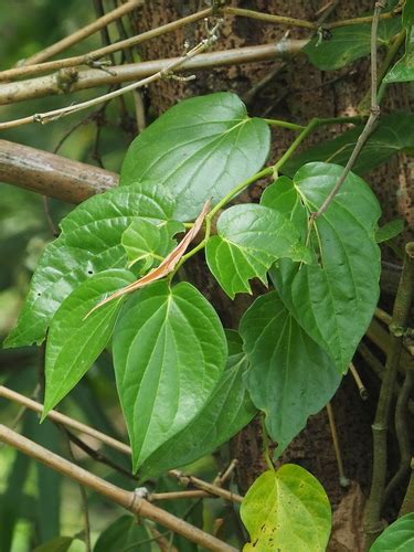 Betel Leaf Piper Betle Inaturalist Nz