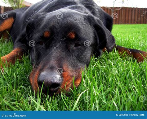 162 Pooched Фото - Бесплатные и RF Фото от Dreamstime