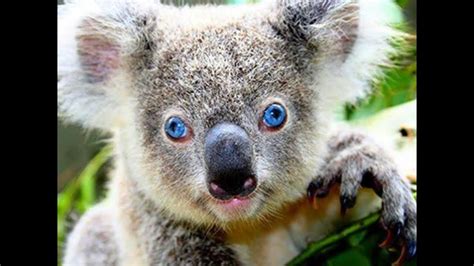 Beautiful Koala Koala Bear Youtube