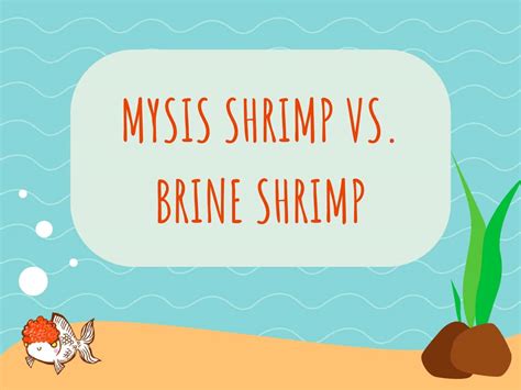 mysis shrimp  brine shrimp
