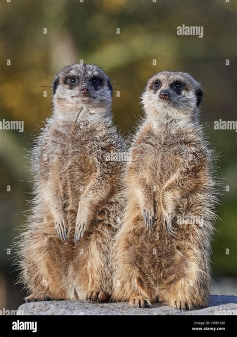 Meerkat habitat hi-res stock photography and images - Alamy