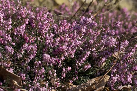 Mediterranean Pink Heather Plant