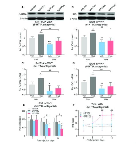 Intra Drn 5 Ht1a Receptor Antagonist Restored The Fluoxetine Effect In