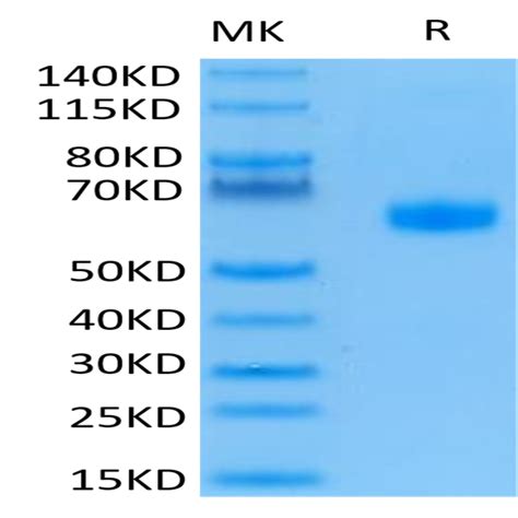 Human Btla Protein Btl Hm Kactus Biosystems Ushelf