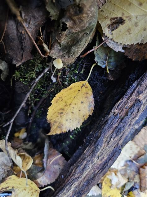 Mycena Citrinomarginata From 50 574831 121 840780 On October 22 2023