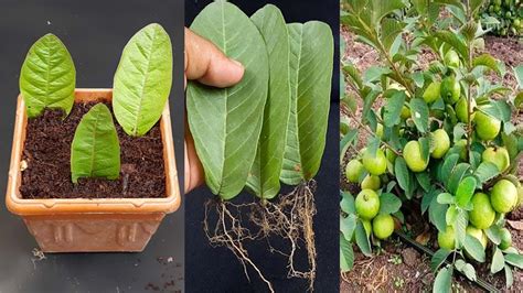 How To Grow Guava Trees From Leaves Using Onion As Rooting Horm YouTube