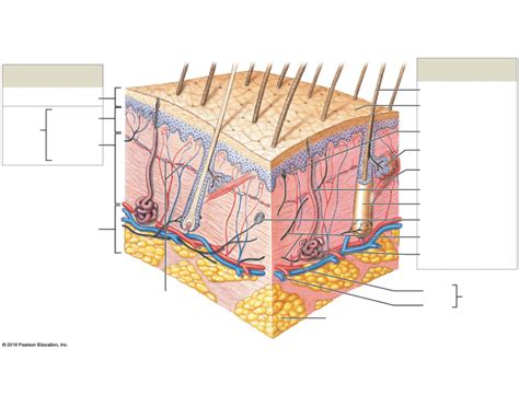 Identify The Structures Of The Cutaneous Membrane Quiz