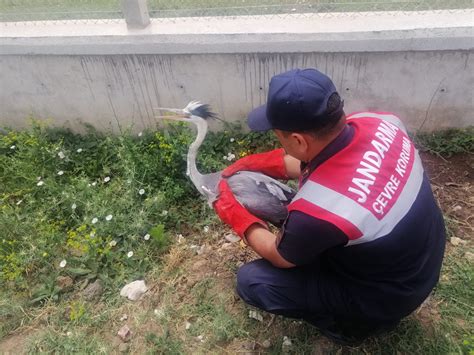 Tokat Havalimanı nda yaralı olarak bulunan balıkçıl kuşu tedavi altına