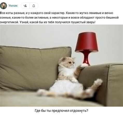 Какой ты кот? — тест — Umov.net