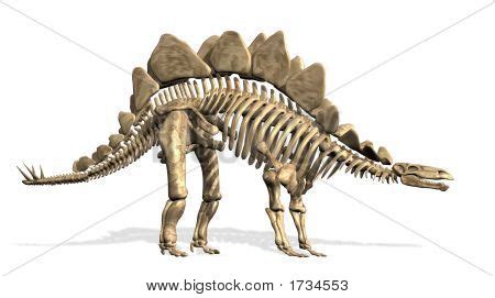 Stegosaurus Skeleton Image & Photo (Free Trial) | Bigstock