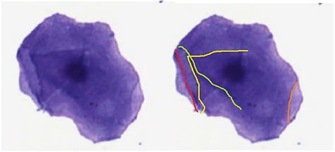 Frontiers Canine Vaginal Cytology A Revised Definition Of Exfoliated