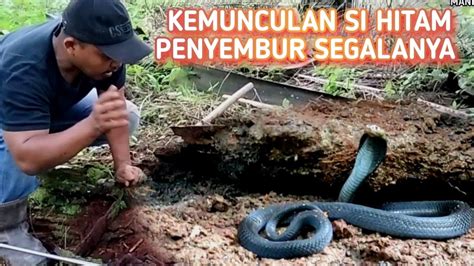 MENEGANGKAN NEKAT KELUARKAN BISA LUAR COBRA HITAM ULAR COBRA