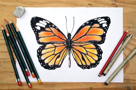 How To Draw A Butterfly