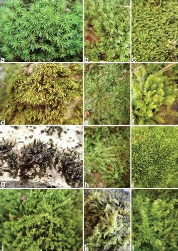 Full Article Habitat Preference And Diversity Of Bryophyte In The