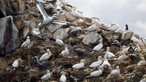 Amid ‘largest Bird Flu Outbreaks In Recorded History Will It Be Next Pandemic World News