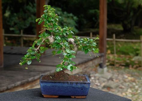 Best Bonsai For Indoor The Bonsai Master