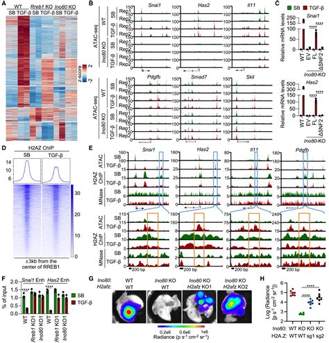 Tgf And Ras Jointly Unmask Primed Enhancers To Drive Metastasis Cell