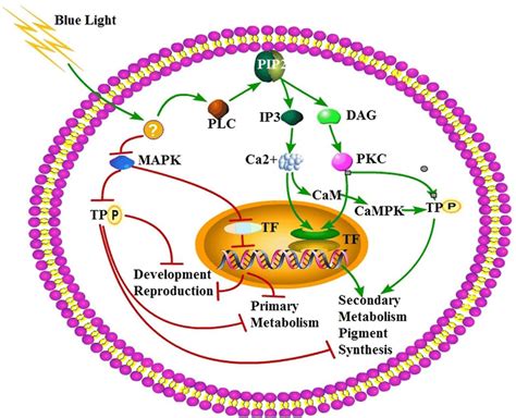 A putative blue light signaling pathway in M. purpureus M9. Red and ...