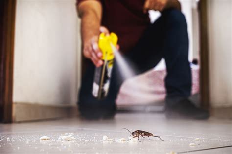 Cockroach Infestations Signs Dangers And Solutions