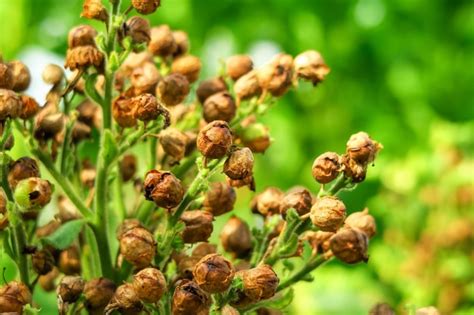 Premium Photo Ripe Tobacco Seeds Grow On A Tobacco Bush In A Tobacco