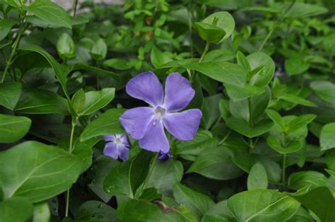 ZIMZELEN ZA KLOBUK … - Ethnobotanica