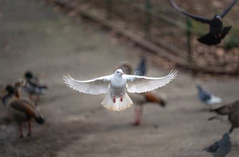 White Dove In Flight Rock Dove Or Common Pigeon Or Feral Pigeon With