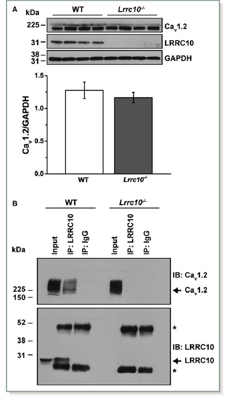 Ca v 1 2 L type Ca 2 channel protein is unchanged in Lrrc10 À À mice